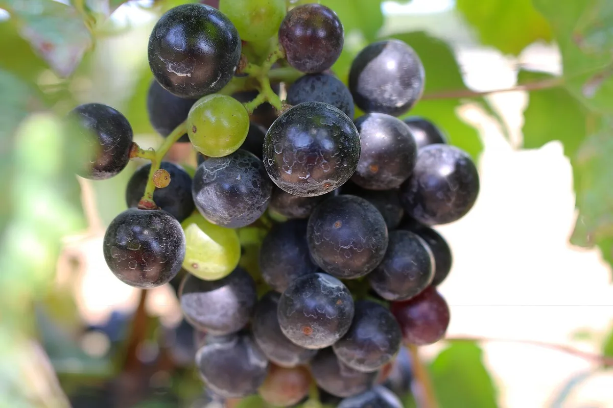 Een tros donkerblauwe druiven met enkele lichtgroene druiven ertussen aan de wijnstok.