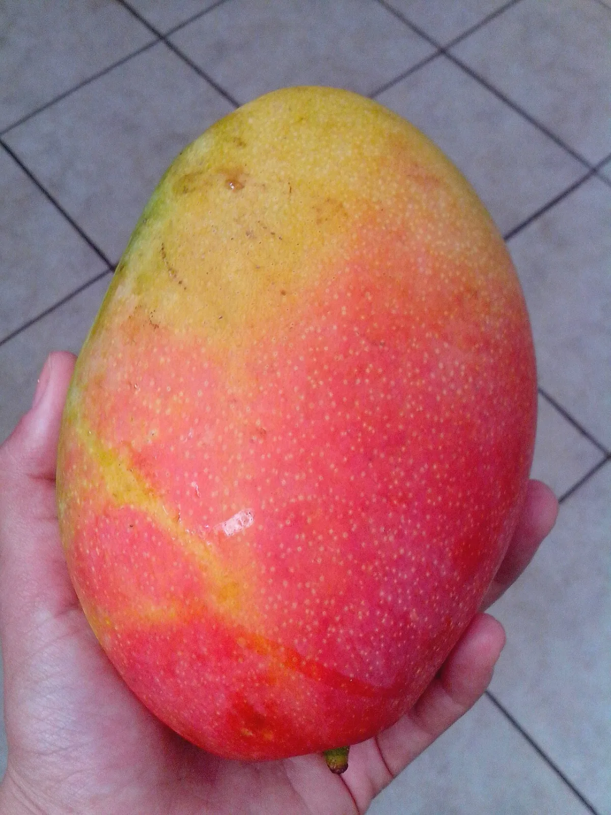 Een rijpe mango met geel-rode schil in een hand gehouden.