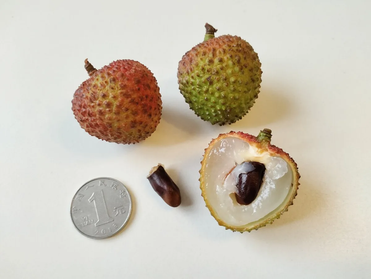 Rozerode lychees met ruwe schil, deels gepeld met zichtbaar wit, glazig vruchtvlees.