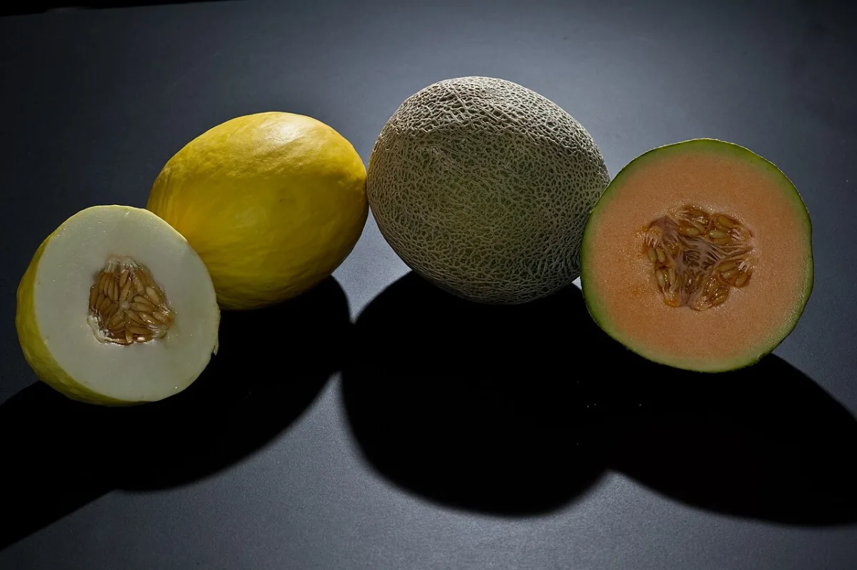 Een gele canarymeloen en een genette cantaloupemeloen, beide heel en doorgesneden, naast elkaar.