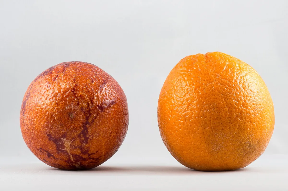 Een bloedsinaasappel met rood gevlekte schil naast een gewone oranje sinaasappel.