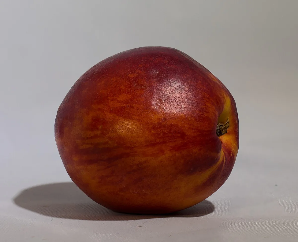 Een gladde nectarine en een donzige perzik naast elkaar, beide met een gele met rode blos.